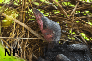 Baby Crow