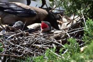 Baby Crow nest