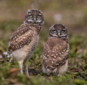 baby owl