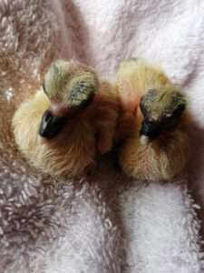 Baby Pigeon pair