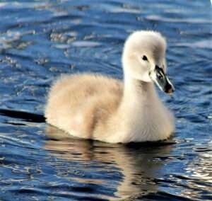 An image of a baby swan, known as a cygnet, nestled in a serene pond setting. The cygnet is covered in soft, fluffy gray down and is gently floating on the water, surrounded by green foliage. Its delicate features and small size convey its youthfulness and vulnerability.