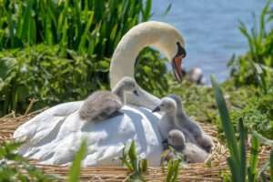 An image showing a baby swan, or cygnet, closely following its mother in a tranquil pond. The mother swan, with her elegant white feathers, glides gracefully through the water, while the fluffy gray cygnet swims behind, learning from her every move.