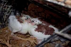 Baby pigeon pair 2