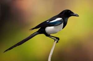 Black-billed Magpie perched on a branch, displaying its striking black and white plumage and long tail. Its distinctive iridescent blue-green sheen on its wings and tail feathers catches the light, adding to its visual appeal.