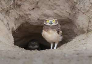 Burrowing Owl perched outside its underground burrow, its distinctively round head and bright yellow eyes surveying the surroundings. The owl's brown and white speckled plumage blends with the earthy tones of its habitat, while its upright posture showcases its alertness and watchful nature.