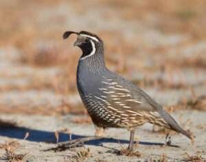 The California Quail is a ground-dwelling bird with a curving plume and intricate markings.