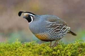 The California Quail is a distinctive bird with a distinctive plume atop its head.