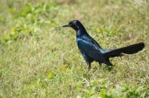 The Common Grackle is a sleek bird with iridescent feathers and a long tail, known for its swift foraging behavior on the ground.