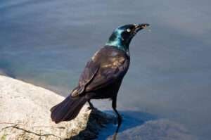 The Common Grackle is a glossy black bird with yellow eyes perched on a fence.