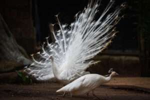 Differences Between Male And Female Peacocks