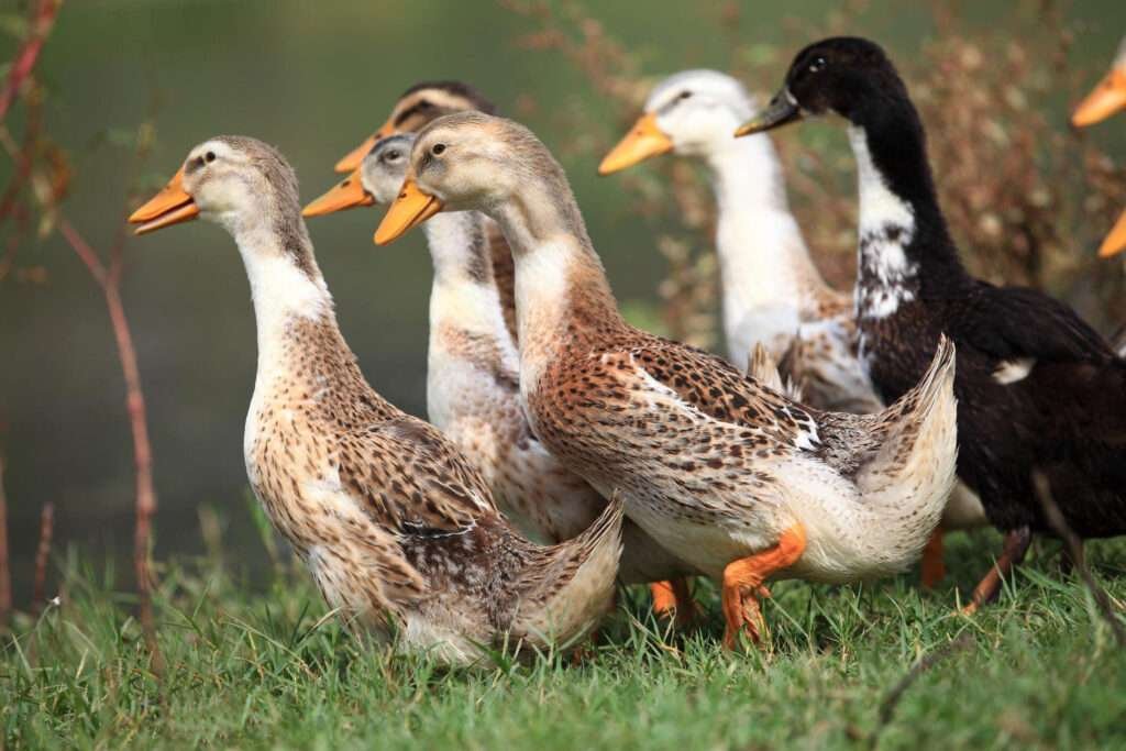 What is a Group of Ducks Called?