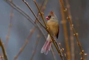 Female Cardinal 2