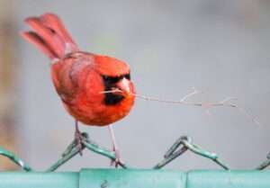 Female Cardinal