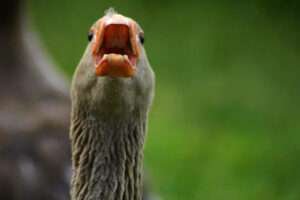 Goose mouth