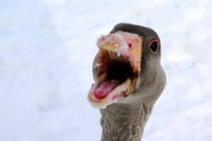 Goose teeth