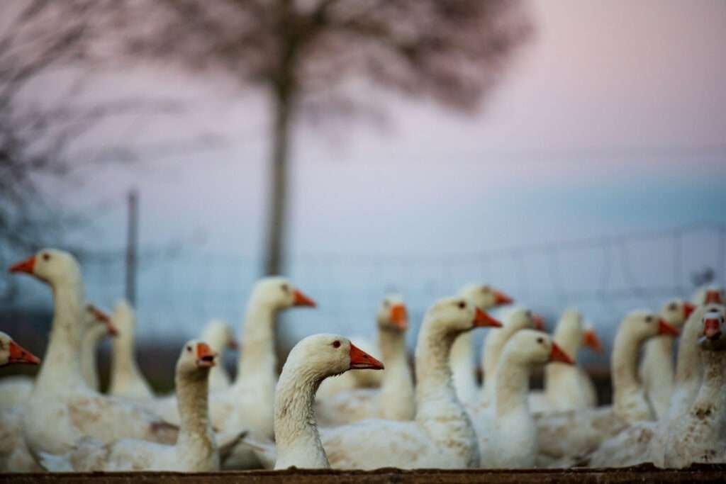 What is a Group of Ducks Called?