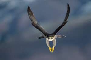 Peregrine Falcon in flight against a blue sky backdrop. Its sleek silhouette and outstretched wings exemplify the falcon's renowned speed and agility, making it a powerful symbol of prowess and precision in the avian world.