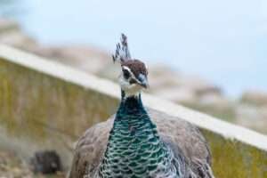 The Female Peacock