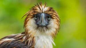 The majestic Philippine Eagle, with its large wingspan, is perched on a branch.