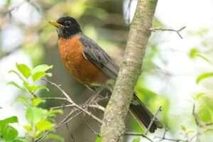 the American Robin