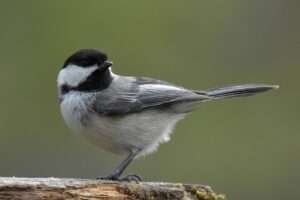 black-capped chickadee