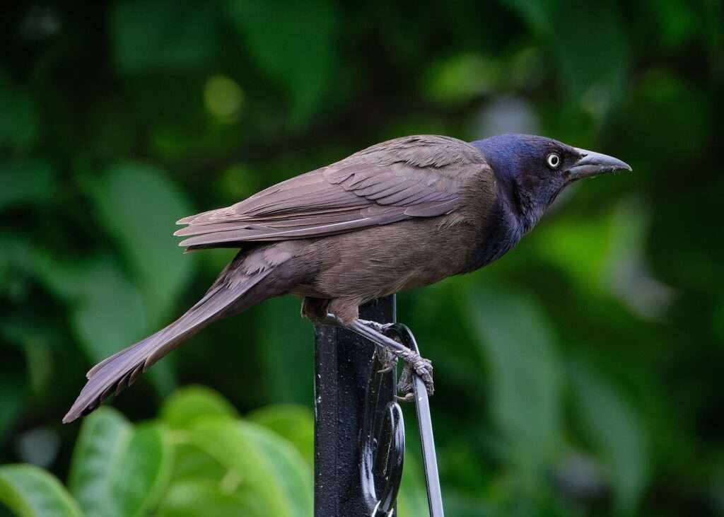 Common Grackle