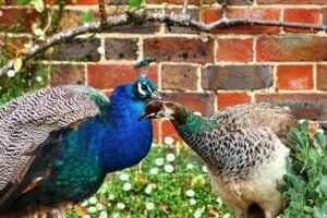 peacock male and female