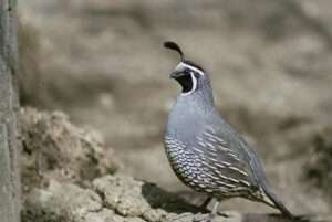 California Quail