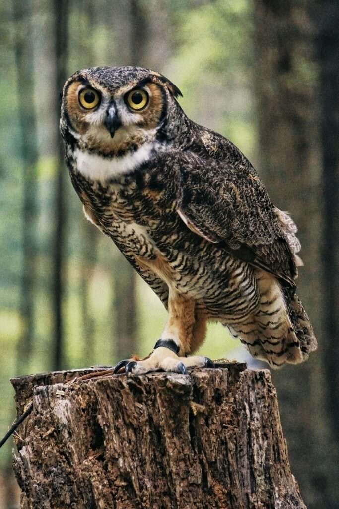 Owl Legs