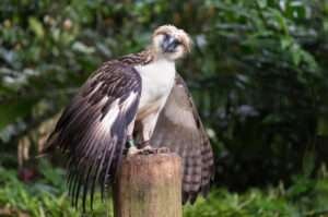 The Philippine Eagle, an iconic bird, is known for its impressive size and regal plumage.