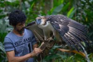 The Giant Philippine Eagle is a majestic bird of prey native to the Philippines.