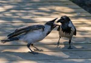 young Baby Crow