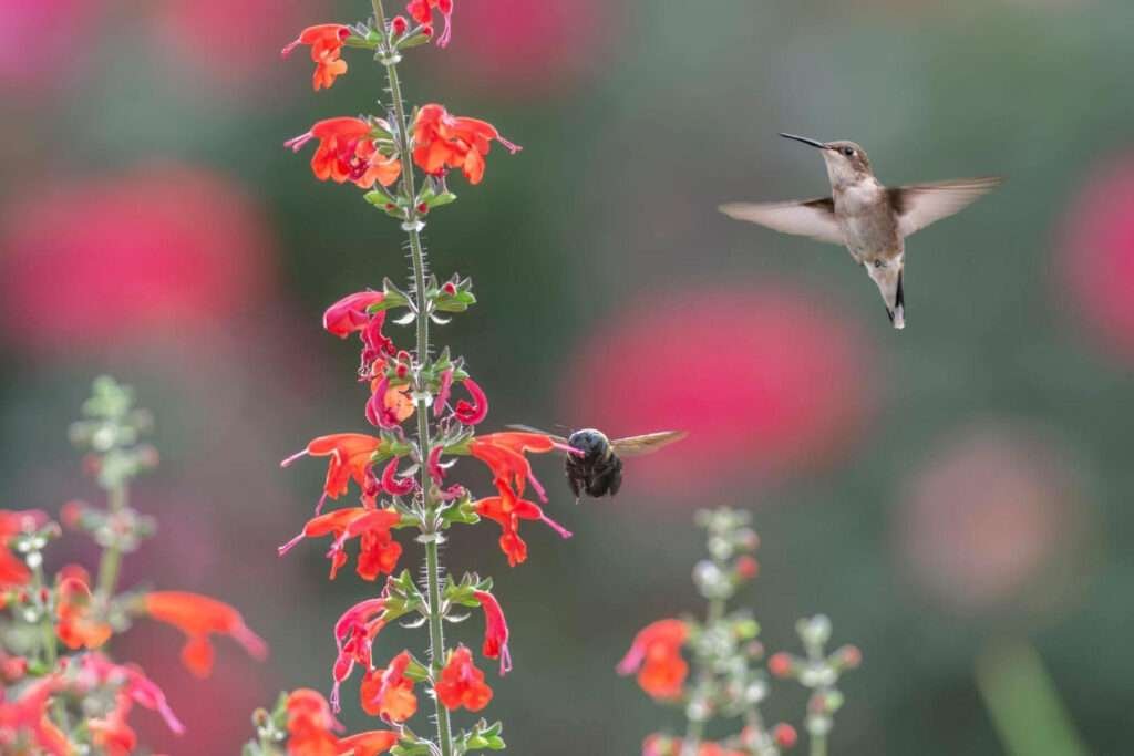 "A tiny Bumblebee Hummingbird hovering near a bright pink flower, its wings blurred in rapid motion. The bird's iridescent green feathers glisten in the sunlight, contrasting sharply with its vibrant white underparts and the rich pink hues of the flower."