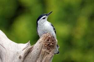 "White-breasted Nuthatch perched on a tree trunk, showcasing its distinctive black and white plumage against the bark. This alt text enhances search engine visibility for users seeking information on White-breasted Nuthatches in their natural habitat."