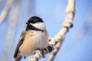 "A close-up photograph of a Black-capped Chickadee perched on a tree branch, with its distinctive black cap and bib contrasting against its white cheeks and grayish body. The bird's round black eyes and tiny beak are visible as it gazes alertly into the distance."