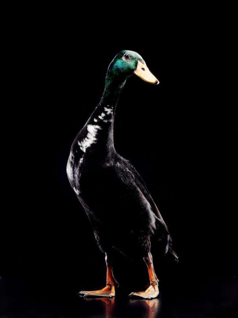 "Three Indian Runner Ducks standing upright in a row on a grassy field, with a clear blue sky in the background. The ducks have slender bodies and long necks, with distinctive coloring: one is white, another is brown, and the third is speckled grey and white."