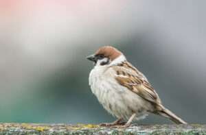 "White-throated Sparrow perched on a tree branch, displaying its distinctive white throat and yellow lores. This alt text boosts search engine visibility for users seeking information on White-throated Sparrows in their natural habitat."