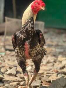 Asil Chicken is a robust and muscular breed known for its strong build and unique appearance.