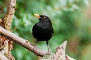 The black bird, adorned with a vibrant yellow beak, stands out against a natural backdrop in a striking contrast.