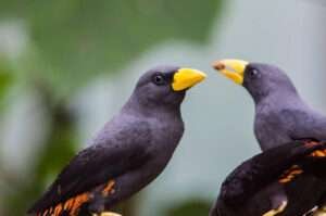 A sleek black bird with a bright yellow beak is perched on a branch.