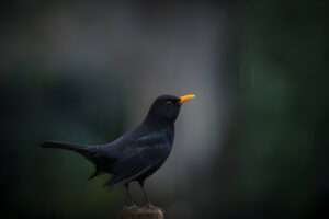 "Majestic Black Birds with Vibrant Yellow Beaks: A Stunning Addition to Your Nature Photography Collection!"