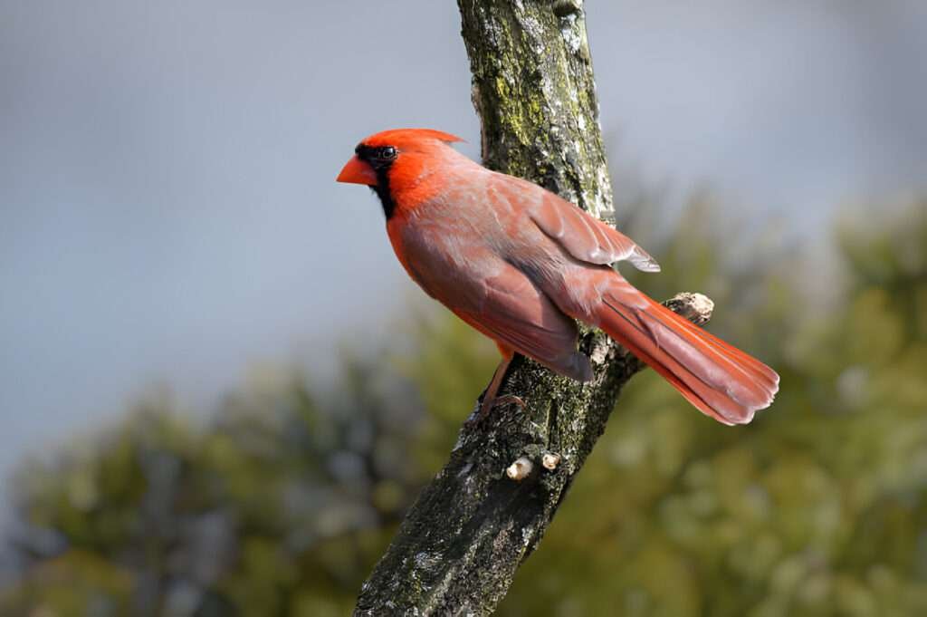 The text delves into the spiritual and cultural significance of the cardinal symbol.