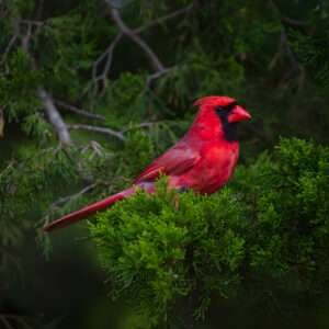 The text provides an in-depth understanding of the symbolic cardinal and its representation in various traditions.