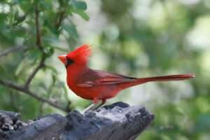 The text provides insights into the significance of cardinals in symbolism.