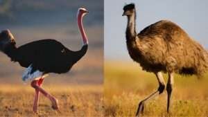 The text compares the Emu and Ostrich, two large flightless birds, side by side.