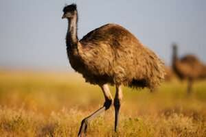 The article provides a side-by-side comparison of the Emu and Ostrich, highlighting their differences in size and features.