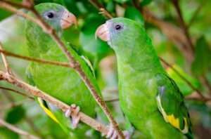 How Long Do Parakeets Live