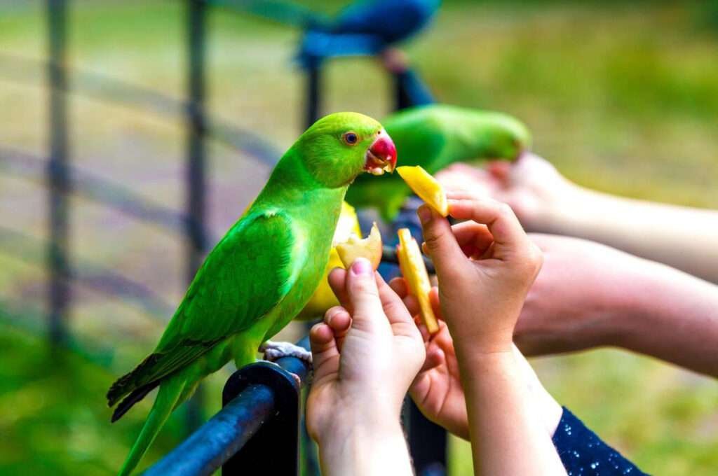 How Long Do Parakeets Live