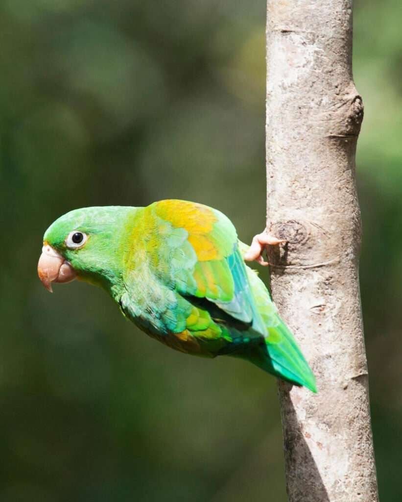 How Long Do Parakeets Live