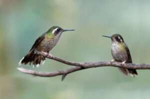 The text describes tiny hummingbirds as delicate creatures with elongated beaks that hover in flight.